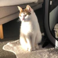 Photo of Ocho