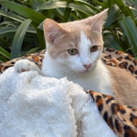 Photo of Cooper 💙🐾😺