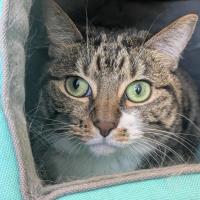 Photo of 🧶 Maggie 7215 🧶