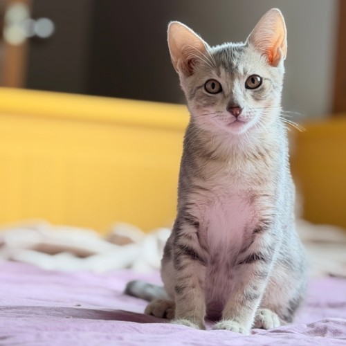 Icy Pole - Domestic Short Hair (DSH) Cat