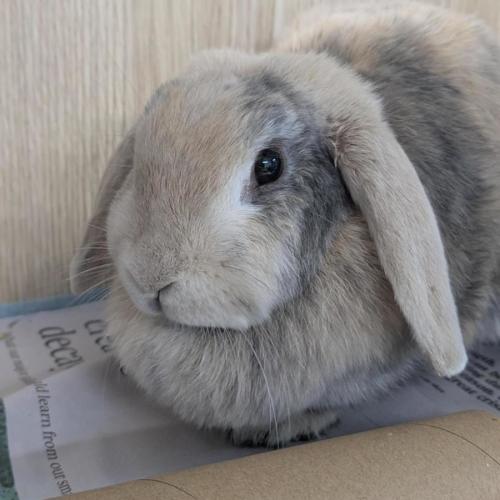 🫕 Fondue 6962 🫕 - Lop Eared Rabbit