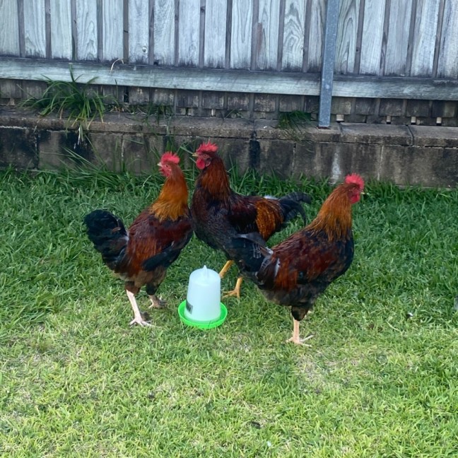 Photo of 3 Roosters 