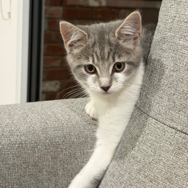 Photo of Rue