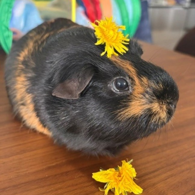 Photo of Smudge