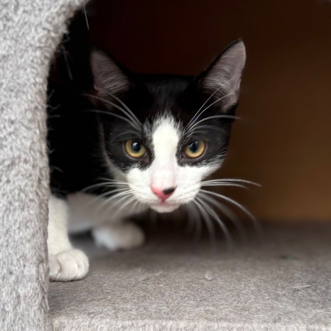 Photo of 💚 Spock 💚