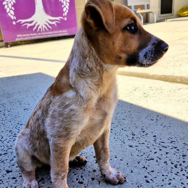 Photo of D1060 Nudge