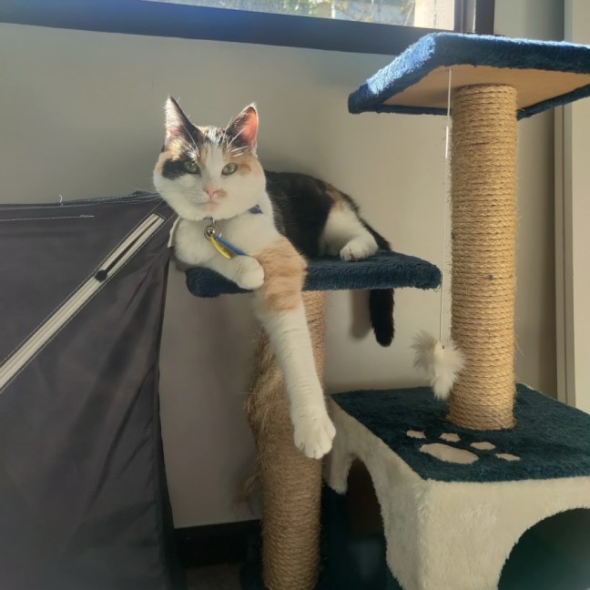 Photo of Cheeto