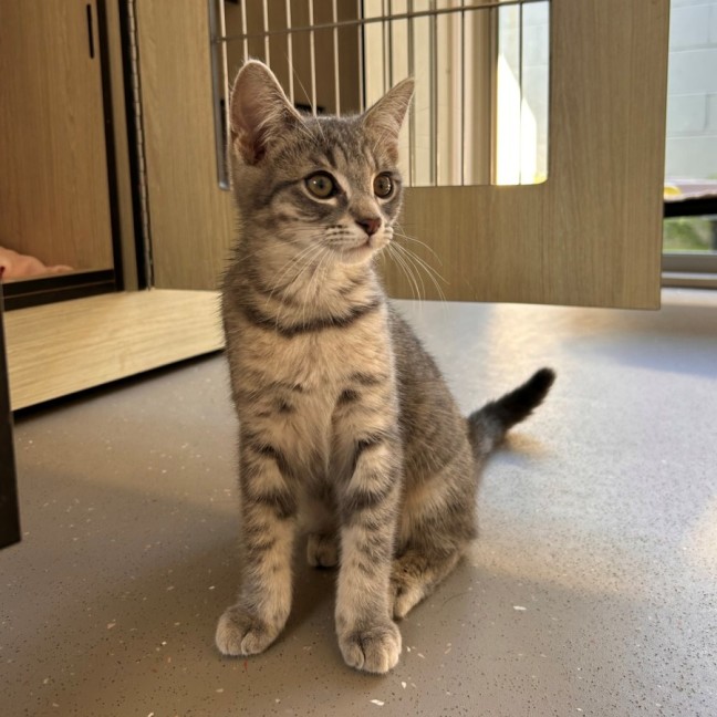 Photo of C1502 Salsa