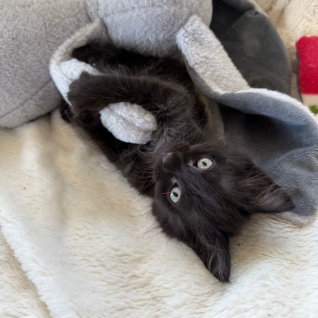 Photo of Harper 🌷