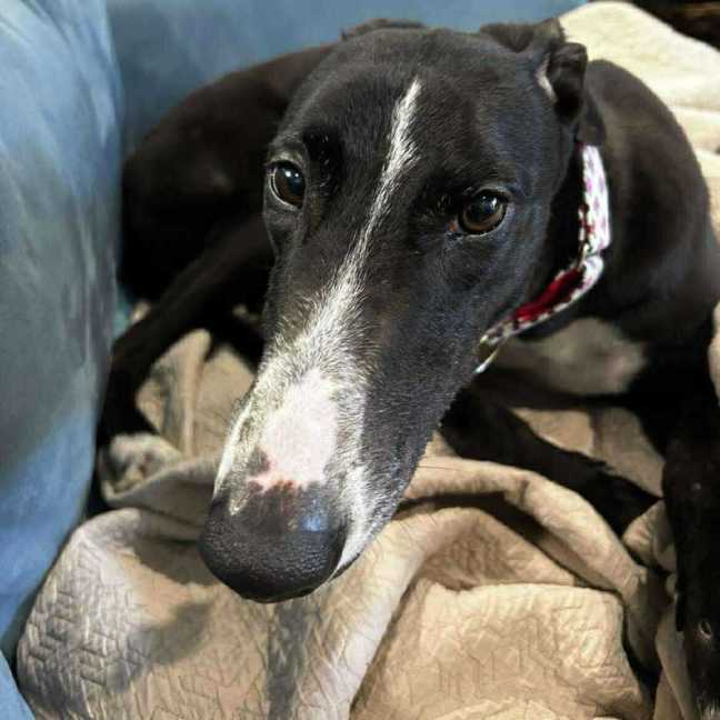 Photo of Candy, The Greyhound
