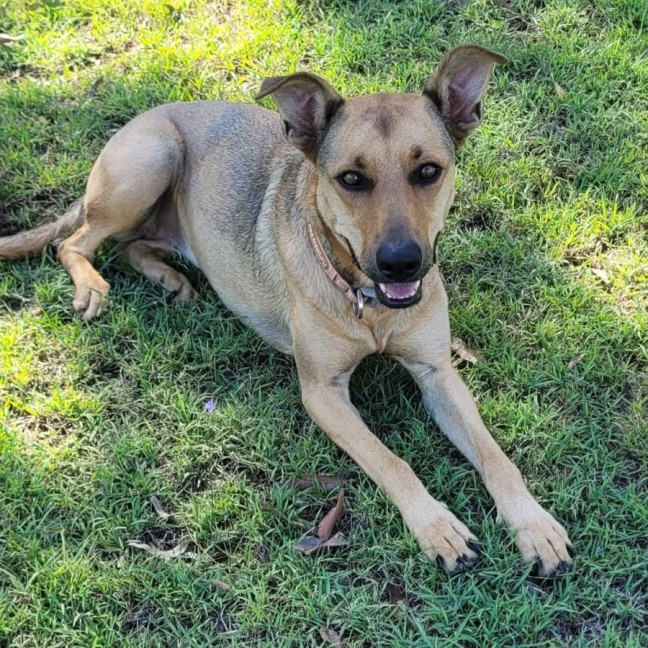 Photo of Bellah *$150 Adoption Fee*