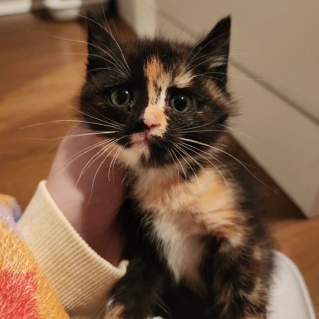 Photo of Biscoff