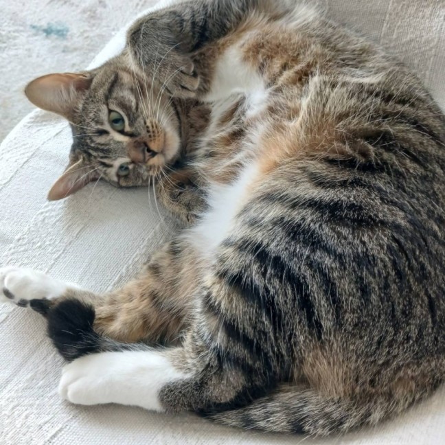 Photo of Fifi