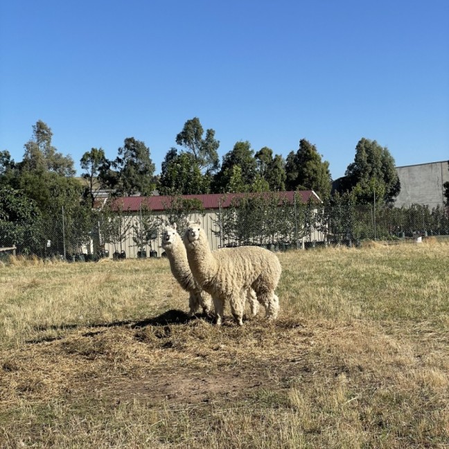 Photo of Alice And Macca