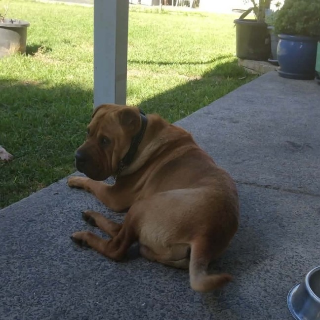 Photo of Simba