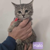 Photo of Halo