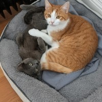 Photo of Katseye
