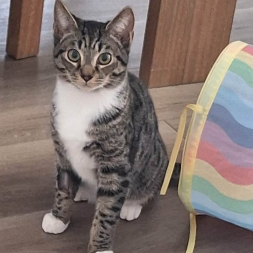 Vinco *9 Lives project Rescue* - Domestic Short Hair (DSH) Cat