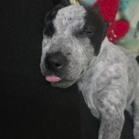 Photo of Skye