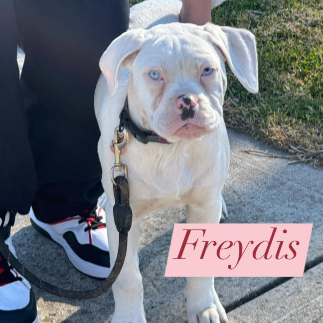 Photo of Freydis