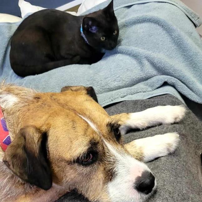 Photo of Buzz   6 Month Old Domestic Shorthair