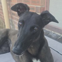 Photo of Scarlett, The Greyhound