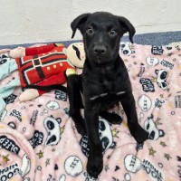 Photo of D1081 Pascal