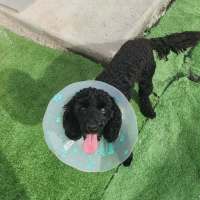 Photo of Shadow