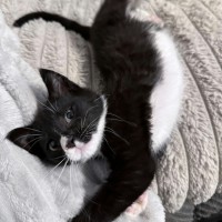 Photo of Noodle *9 Lives Project Rescue*