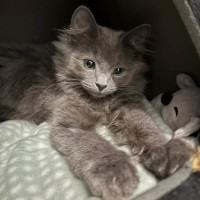 Photo of Silberfuchs**2nd Chance Cat Rescue**