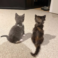 Photo of Luna & Cookie