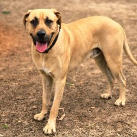 Photo of Chico