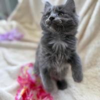 Photo of Huxley 💙