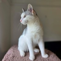 Photo of Neon   In Foster Care In Preston