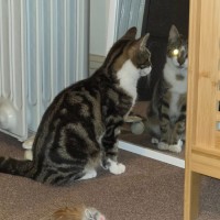 Photo of Romeo