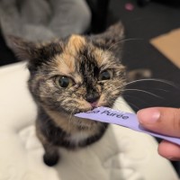 Photo of Tartar