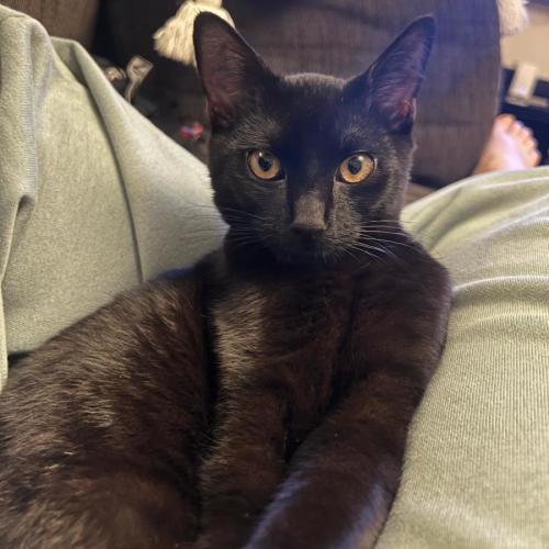 Klaus - Domestic Short Hair (DSH) Cat