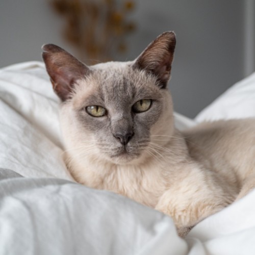 Simba - Tonkinese Cat