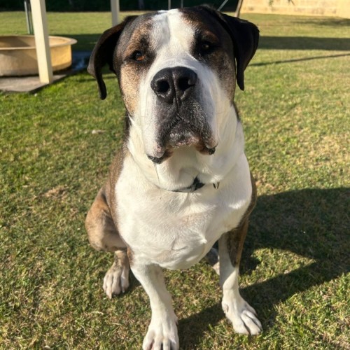 George - Neapolitan Mastiff Dog
