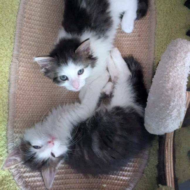 Photo of Milo & Olive