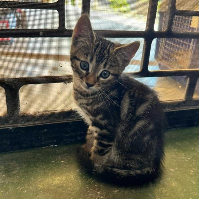 Photo of Peanut Butter