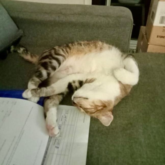 Photo of Princess Lilibet