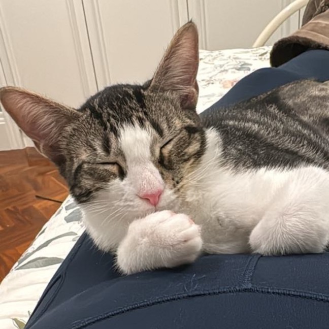 Photo of Bella