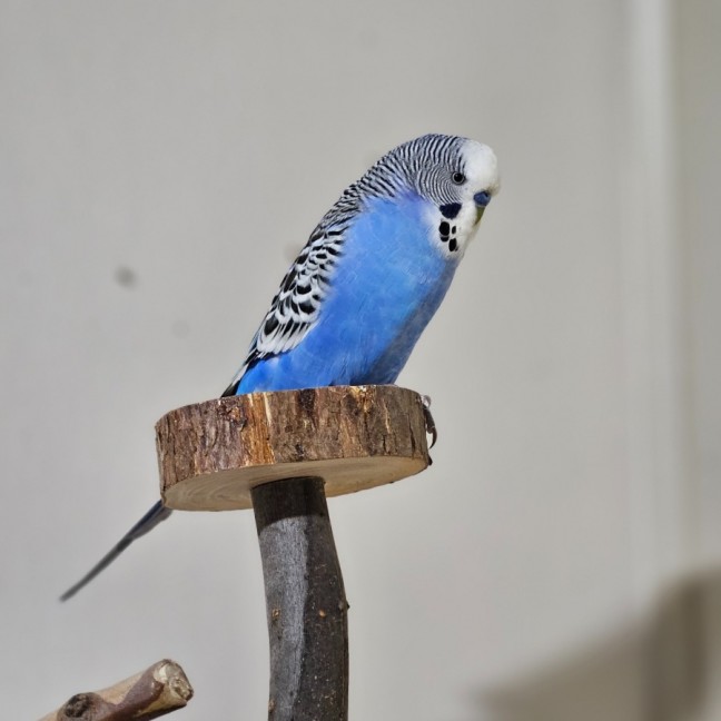 Photo of Pierre 