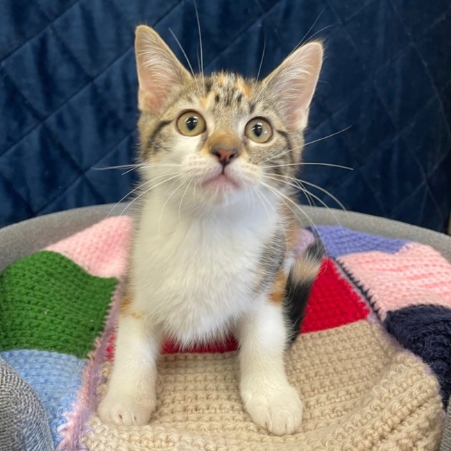 Photo of Flossie