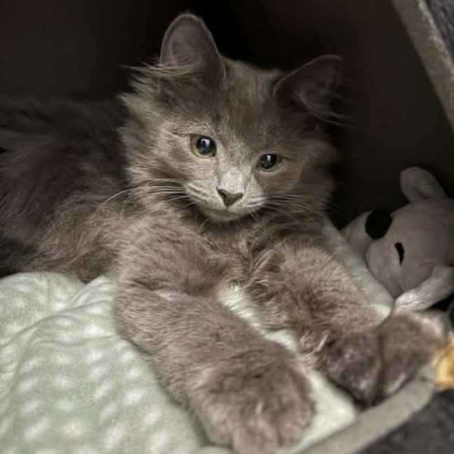 Photo of Silberfuchs**2nd Chance Cat Rescue**