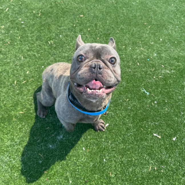 Photo of Stitch Imp 258