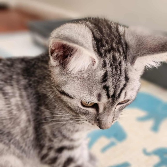 Photo of Frankie   In Foster Care In Healesville