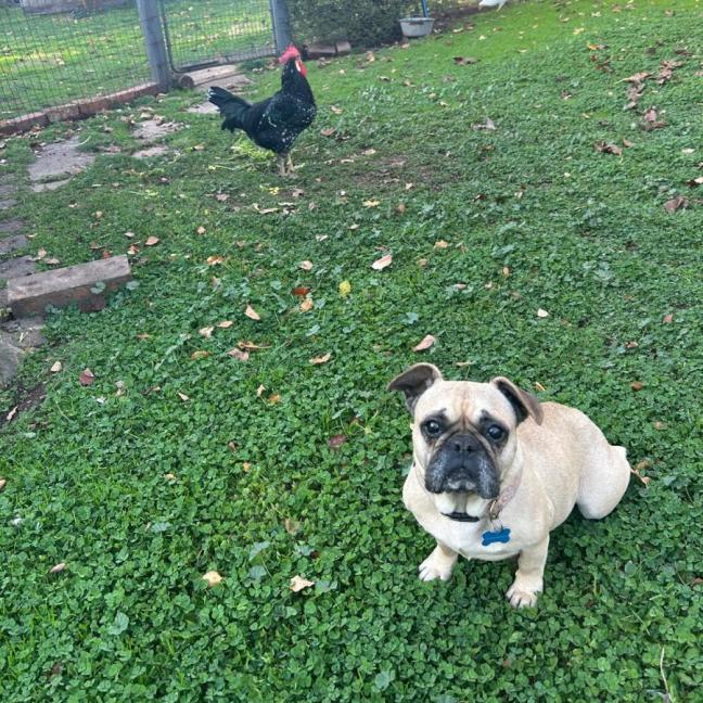 Photo of Josie
