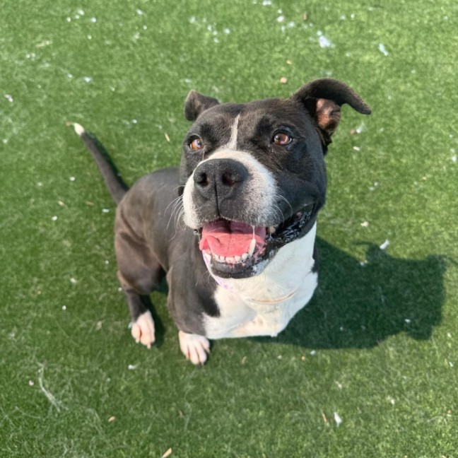 Photo of Luna Imp 2349